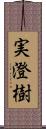 実澄樹 Scroll