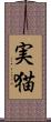実猫 Scroll