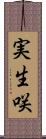 実生咲 Scroll