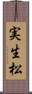 実生松 Scroll