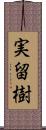 実留樹 Scroll