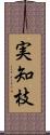 実知枝 Scroll