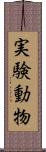 実験動物 Scroll