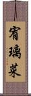 宥璃菜 Scroll