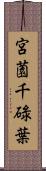 宮薗千碌葉 Scroll