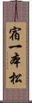 宿一本松 Scroll