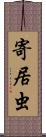 寄居虫 Scroll
