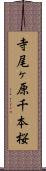 寺尾ヶ原千本桜 Scroll