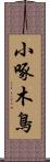 小啄木鳥 Scroll