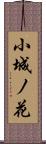 小城ノ花 Scroll