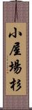 小屋場杉 Scroll