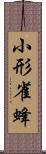 小形雀蜂 Scroll