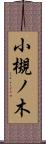 小槻ノ木 Scroll