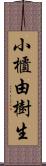 小櫃由樹生 Scroll