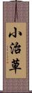 小治草 Scroll