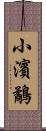 小濱鷸 Scroll