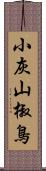 小灰山椒鳥 Scroll