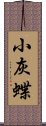 小灰蝶 Scroll