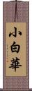 小白華 Scroll