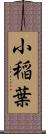 小稲葉 Scroll