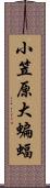 小笠原大蝙蝠 Scroll