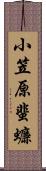 小笠原蜚蠊 Scroll