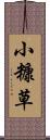 小糠草 Scroll