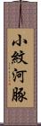 小紋河豚 Scroll