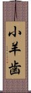 小羊歯 Scroll