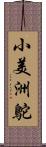 小美洲鴕 Scroll