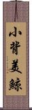 小背美鯨 Scroll