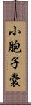 小胞子嚢 Scroll