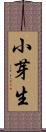 小芽生 Scroll