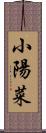 小陽菜 Scroll