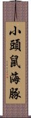 小頭鼠海豚 Scroll