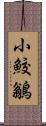 小鮫鶲 Scroll