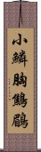 小鱗胸鷦鶥 Scroll