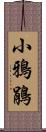 小鴉鵑 Scroll