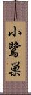 小鷺巣 Scroll
