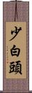 少白頭 Scroll
