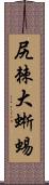 尻棘大蜥蜴 Scroll