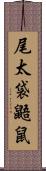 尾太袋鼯鼠 Scroll