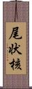 尾状核 Scroll