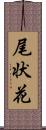 尾状花 Scroll