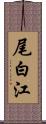 尾白江 Scroll