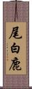 尾白鹿 Scroll