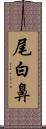 尾白鼻 Scroll