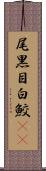 尾黒目白鮫(rK) Scroll
