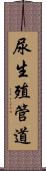 尿生殖管道 Scroll