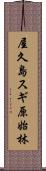 屋久島スギ原始林 Scroll